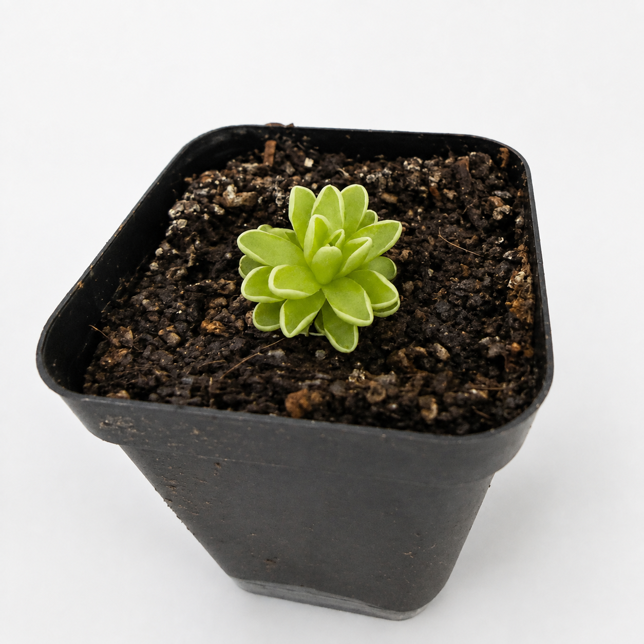 Retouched grower photograph of compact green Pinguicula esseriana in its square nursery pot.