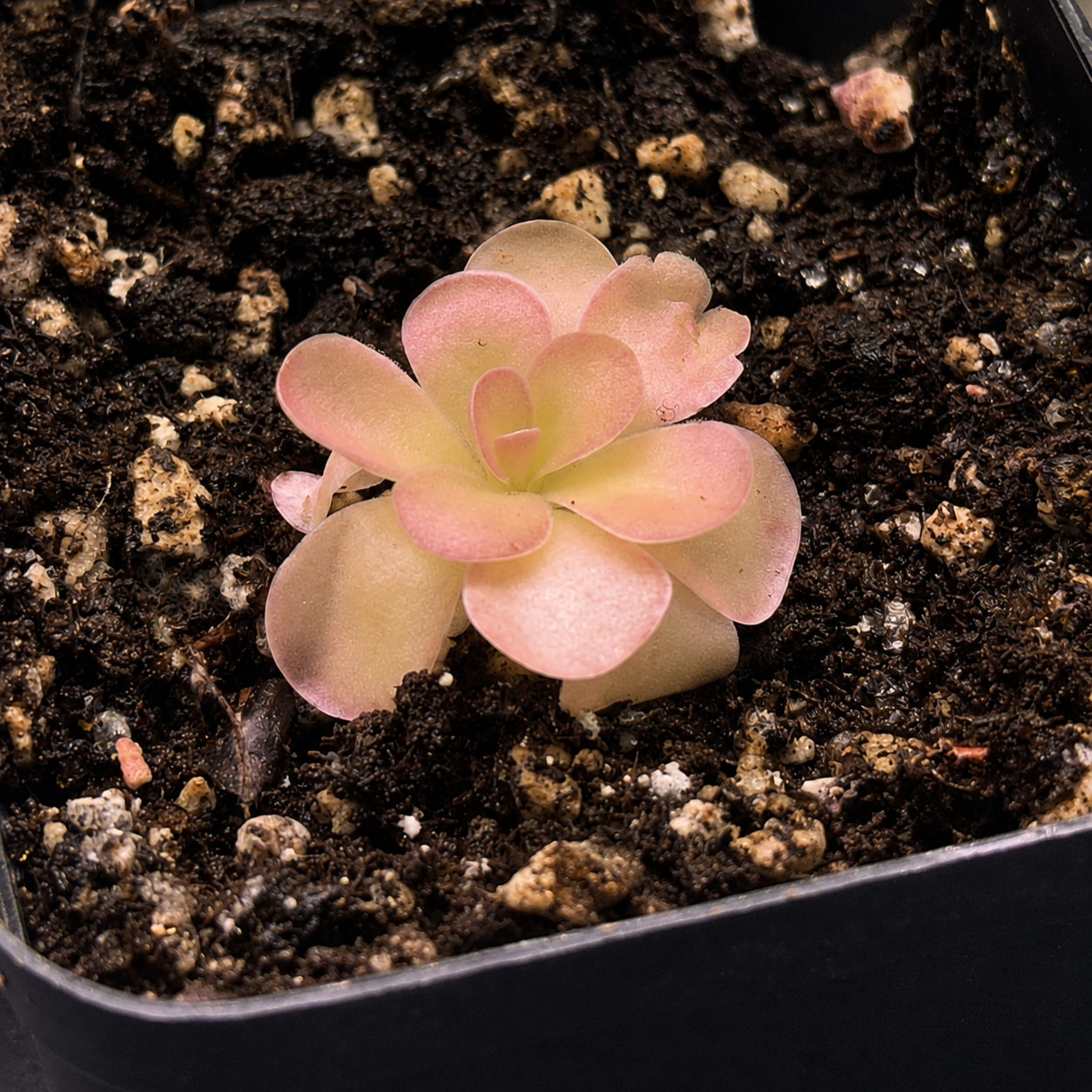 Retouched grower photograph of Pinguicula 'Johanna', with rounded overlapping leaves and a softened pink lighting cast.