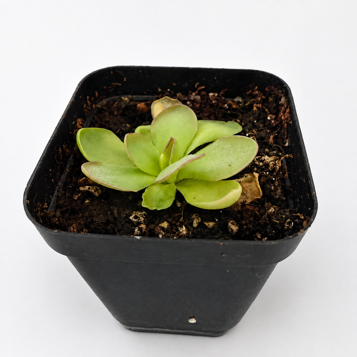 Retouched grower photograph of Pinguicula 'Leilani' with green leaves in its black nursery pot.