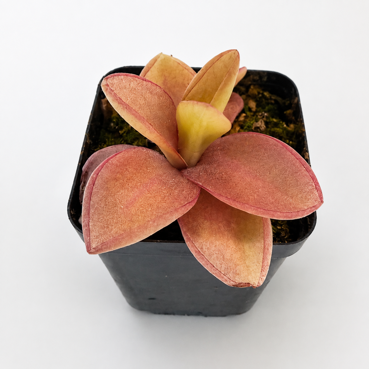 Retouched grower photograph of Pinguicula 'Pirouette', with bronze-pink leaves in its black nursery pot.